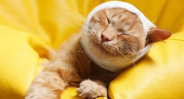 Котешки инсулт: симптоми и лечение, първите признаци